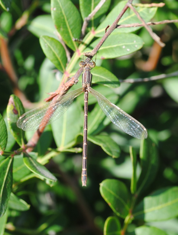 Id- Lestes?